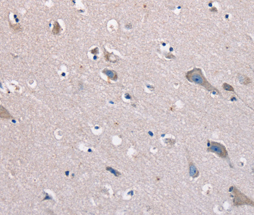 Валидация Elabscience E-AB-11349