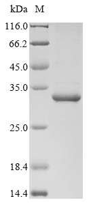SDS-PAGE