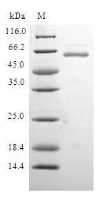 SDS-PAGE