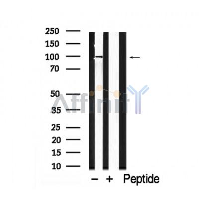 Валидация Affinity AF7896 - 4640