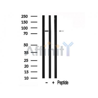 Валидация Affinity AF7800 - 4518