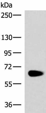 Валидация Elabscience E-AB-53286