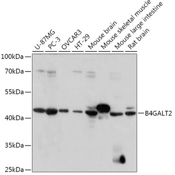 Валидация Elabscience E-AB-91819