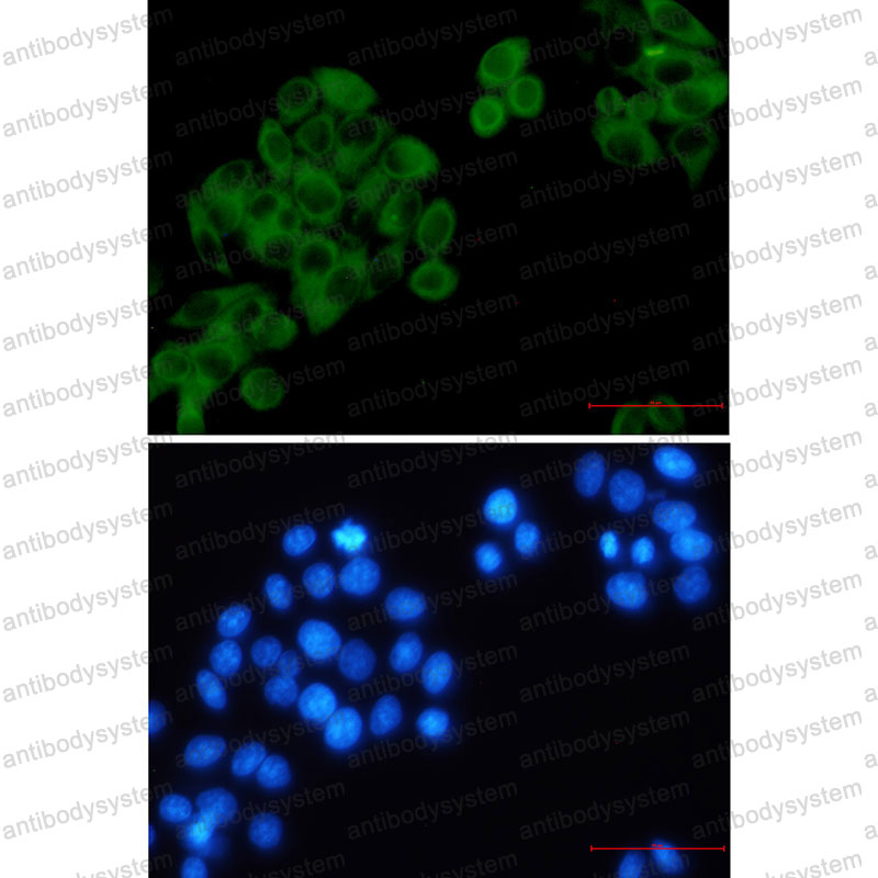 Валидация IF - AntibodySystem RHD60801