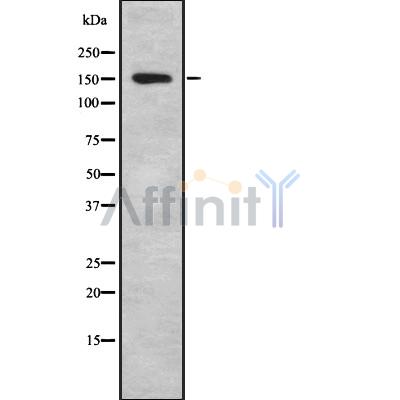 Валидация Affinity DF8881 - 20985