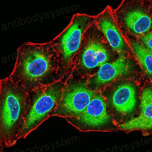 Валидация IF - AntibodySystem RHE75902
