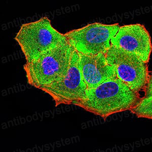 Валидация IF - AntibodySystem RHG64302