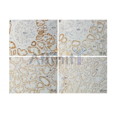 Валидация Affinity DF7577 - 19342