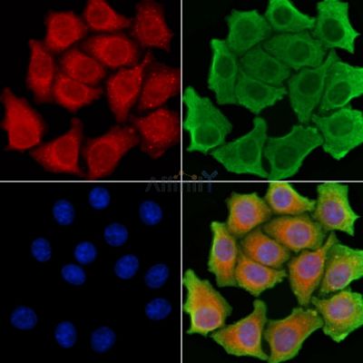 Валидация Affinity AF6248 - 3497