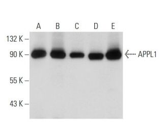 Валидация AssayVector ARM1649(1802)