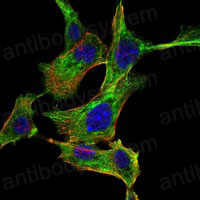 Валидация IF - AntibodySystem RHA41603
