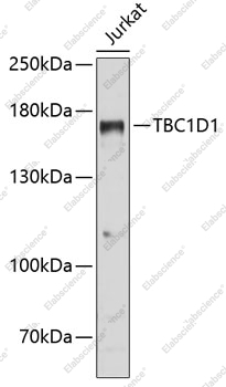 Вестерн-блоттинг, TBC1D1, клетки Jurkat