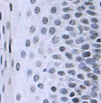 Валидация AssayVector ARM1066(194)