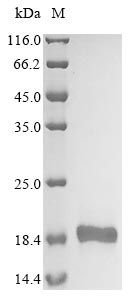 SDS-PAGE