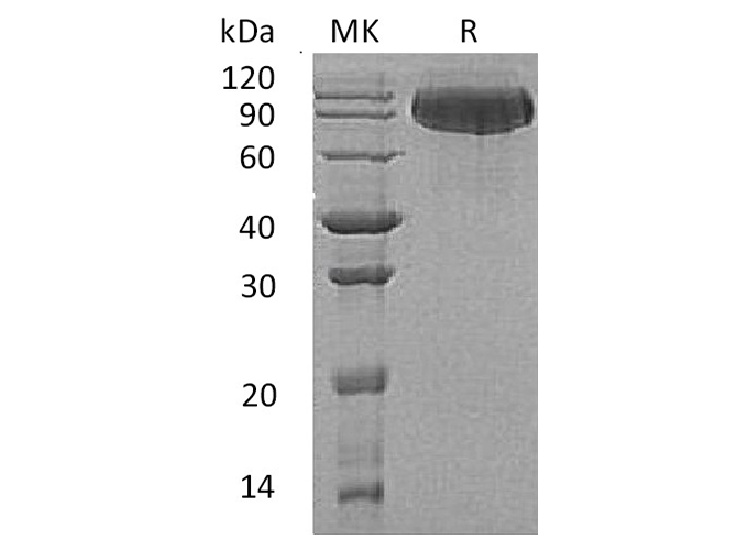 Валидация Elabscience PKSH033346(3677)