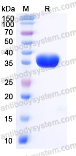 AMF63401, SDS-PAGE