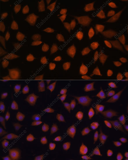 Иммунофлуоресценция, ARMC6, клетки L929