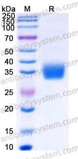 EHH61801, SDS-PAGE