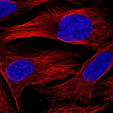 Валидация AssayVector ARM1717(2023)