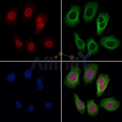 Валидация Affinity AF6372 - 3669