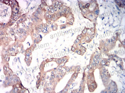 Валидация AntibodySystem RHA26602 (74)