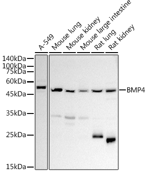 Валидация Elabscience E-AB-91229