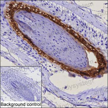Валидация AntibodySystem RHG25501