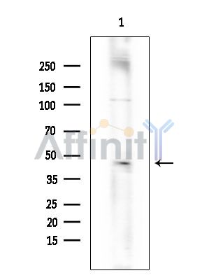 Валидация Affinity DF2975 - 13717
