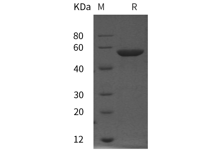 Валидация Elabscience PDMH100422(1013)