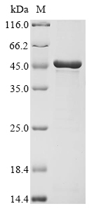 SDS-PAGE