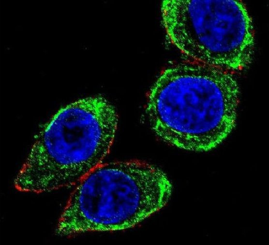 Валидация AssayVector ARM1361(989)