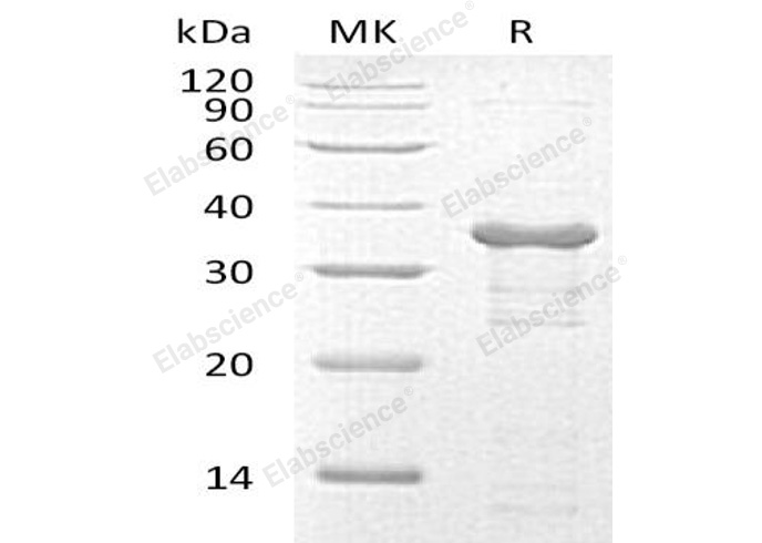 Валидация Elabscience PKSH033188(3538)
