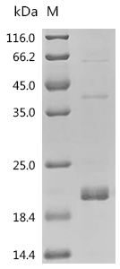 SDS-PAGE