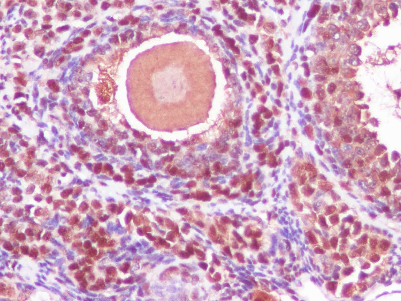 Валидация Elabscience AN004430L