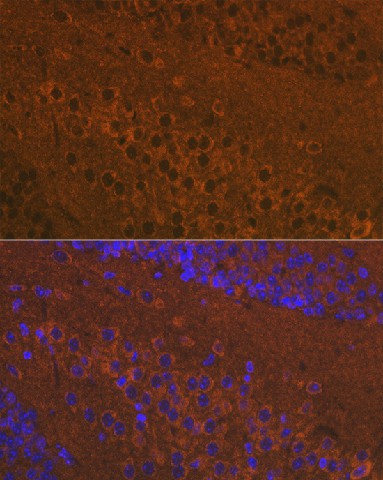 Валидация Elabscience E-AB-91658