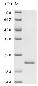 SDS-PAGE
