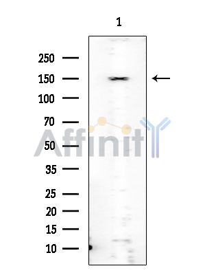 Валидация Affinity AF6071 - 3275