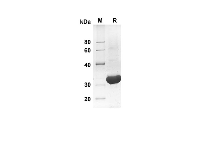 Валидация Elabscience PDEM100128(481)