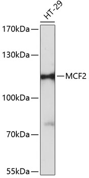 Валидация Elabscience E-AB-64345