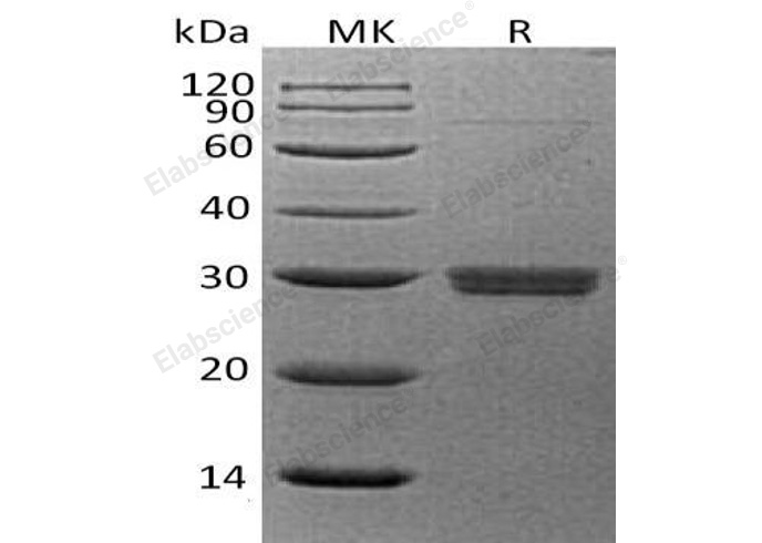 Валидация Elabscience PKSH033050(3424)