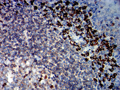 Валидация AntibodySystem RHC34007 (931)