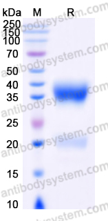 EHN41901, SDS-PAGE