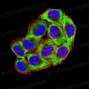 Валидация IF - AntibodySystem RHJ26302