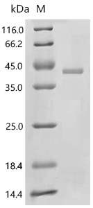 SDS-PAGE