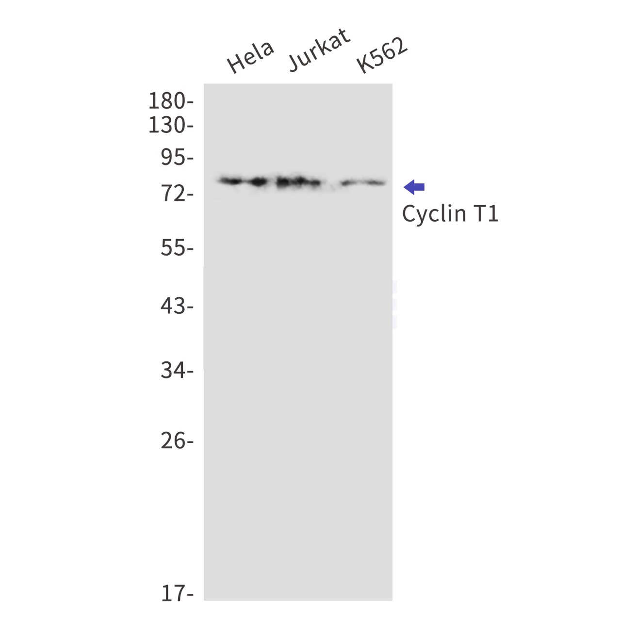 Валидация WB - AssayVector ARM1742 (744)