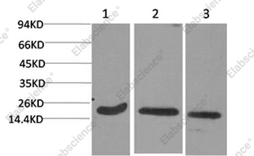 Вестерн-блоттинг, Active CASP3, клетки HeLa, 3T3 и ткань мозга крысы
