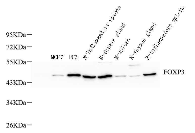 Валидация Elabscience E-AB-70038