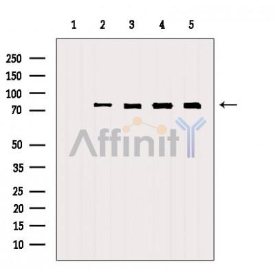 Валидация Affinity AF5464 - 3120