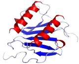Interleukin 8 (IL8) Interleukin 8 (IL8)