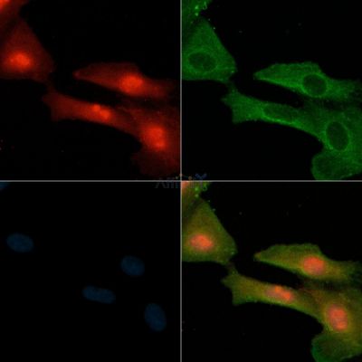 Валидация Affinity DF3133 - 13919